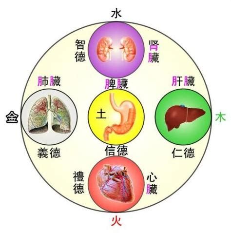 五臟位置|五臟六腑：深入解析中醫學的核心概念 – 杏壇中醫藥教。